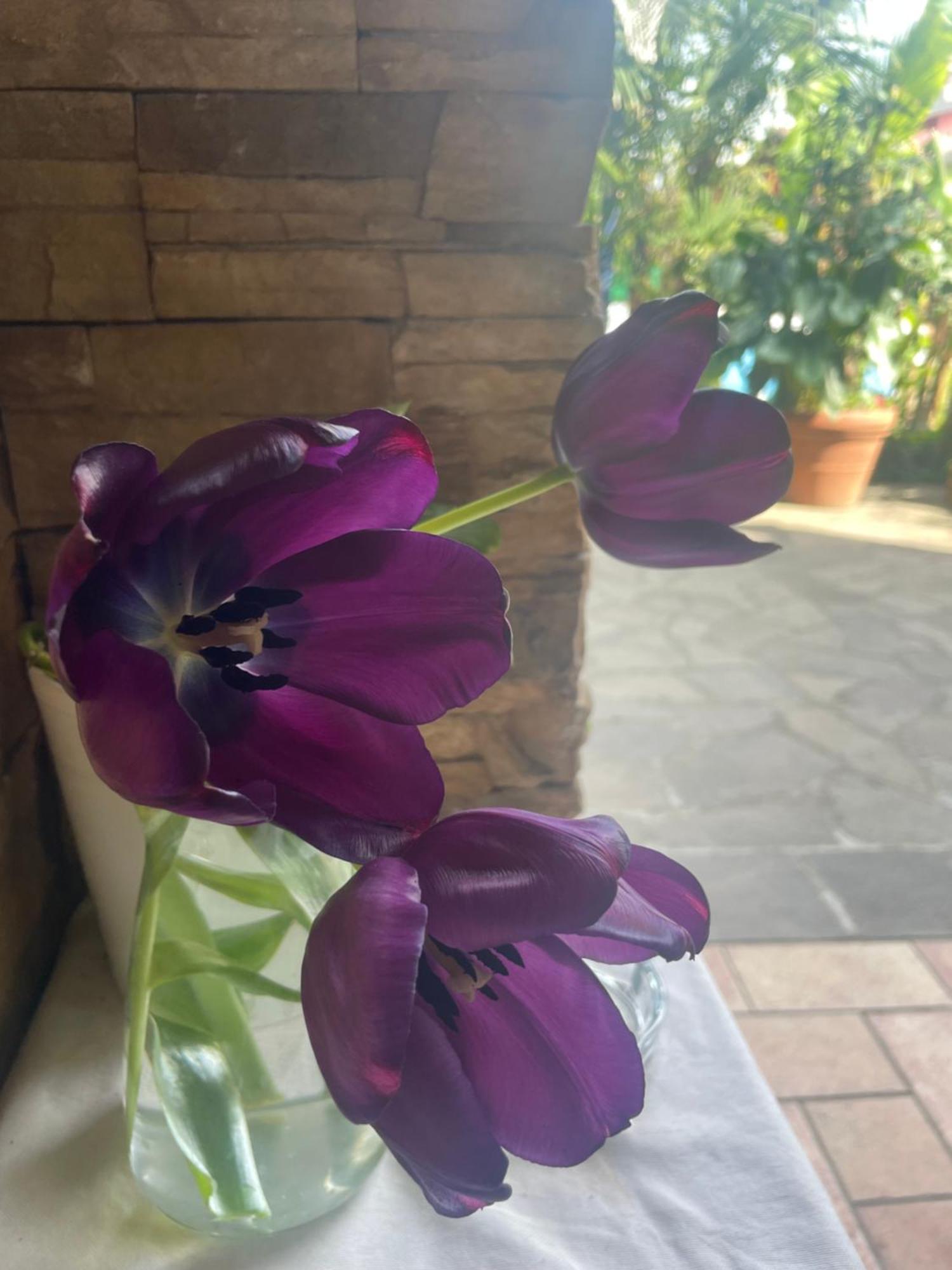 Il Giardino Di Emilia - Intero Appartamento In Villa Con Giardino Privato E Piscina Estiva Pontirolo Nuovo Luaran gambar