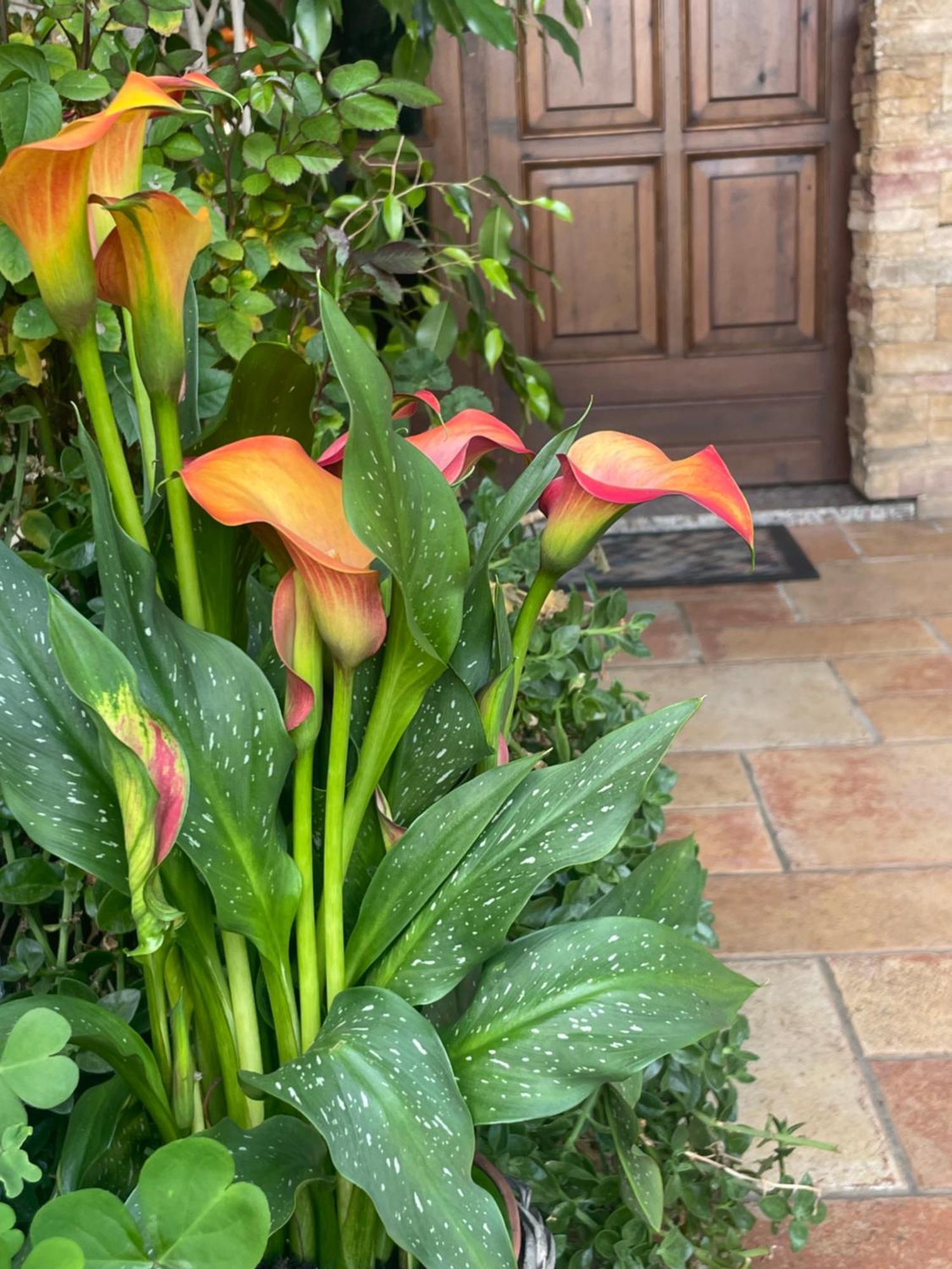 Il Giardino Di Emilia - Intero Appartamento In Villa Con Giardino Privato E Piscina Estiva Pontirolo Nuovo Luaran gambar