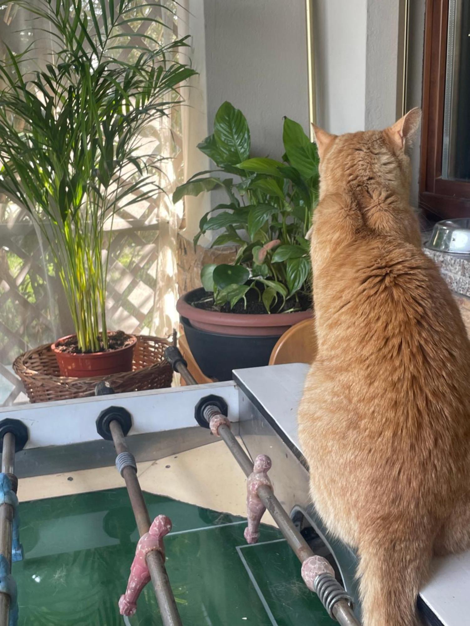 Il Giardino Di Emilia - Intero Appartamento In Villa Con Giardino Privato E Piscina Estiva Pontirolo Nuovo Luaran gambar