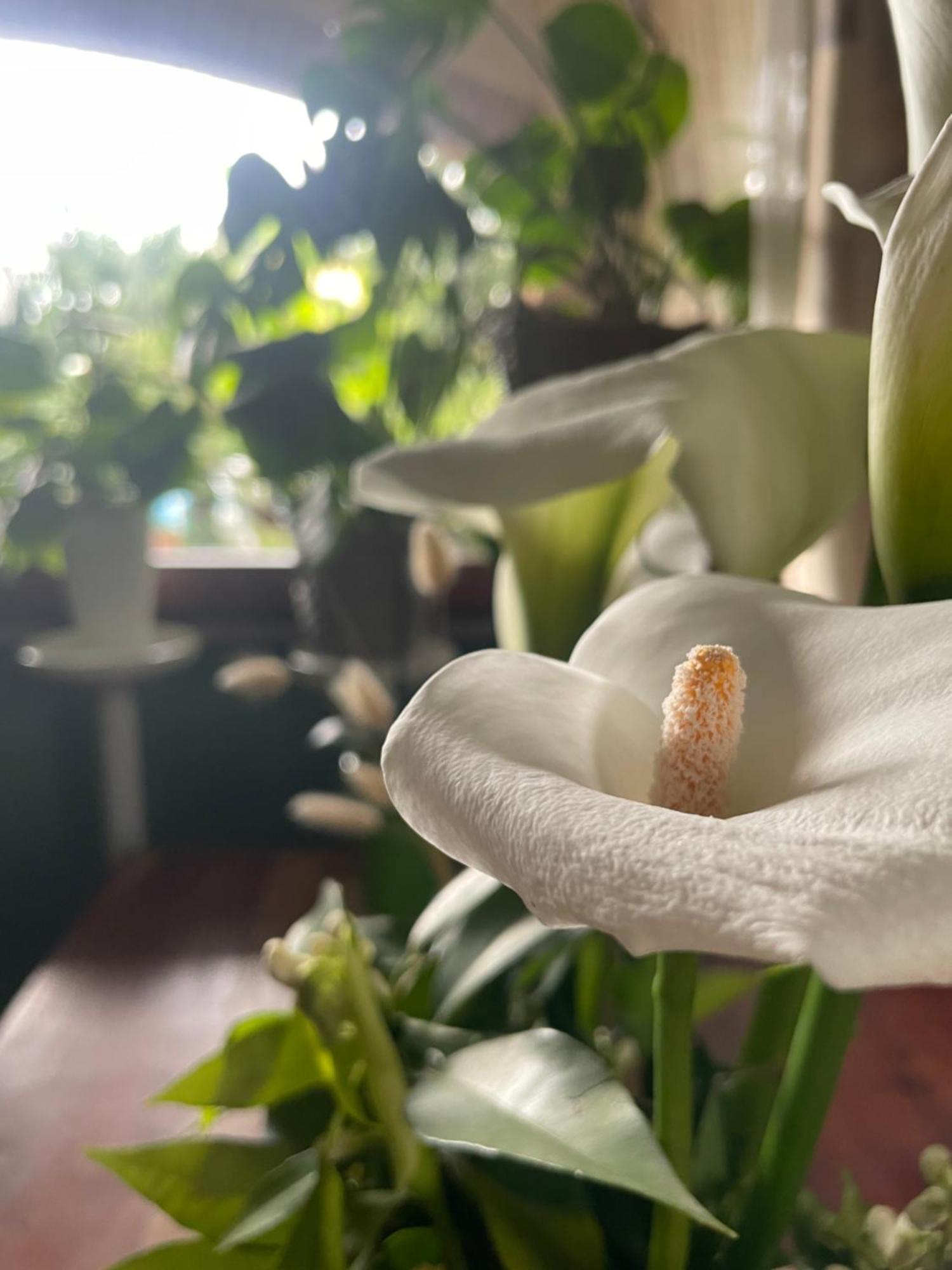 Il Giardino Di Emilia - Intero Appartamento In Villa Con Giardino Privato E Piscina Estiva Pontirolo Nuovo Luaran gambar